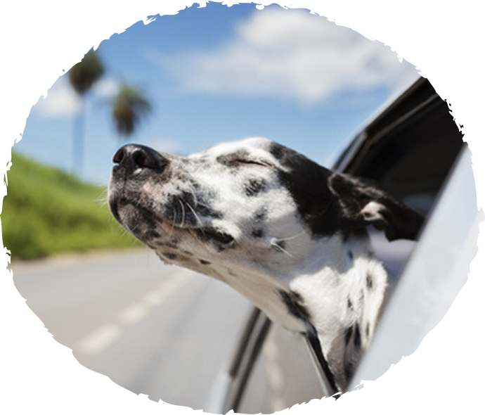 dog2