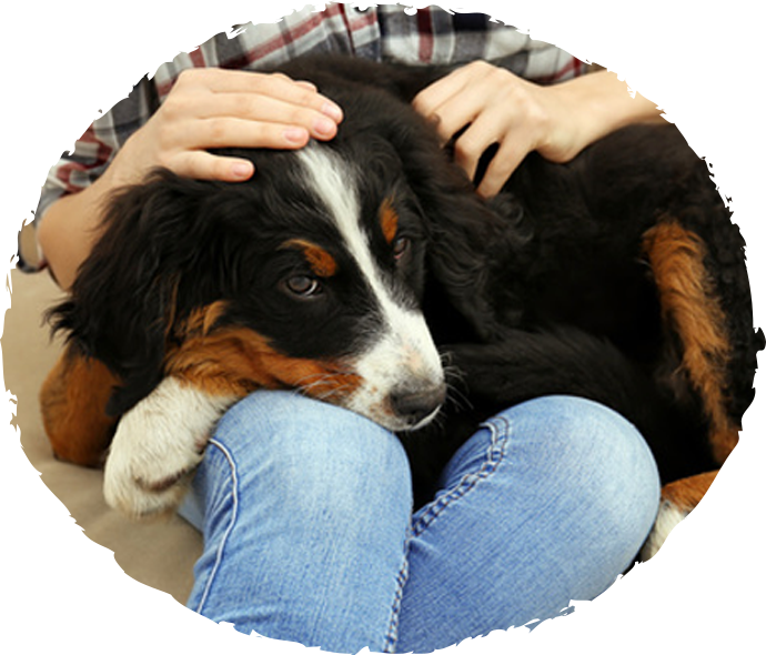 dog4