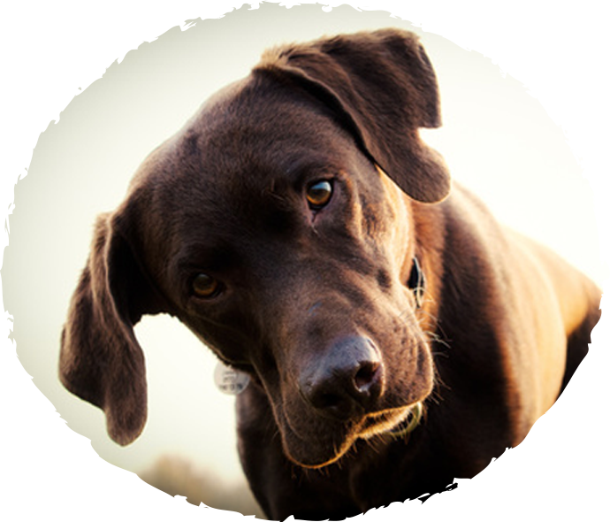 dog3